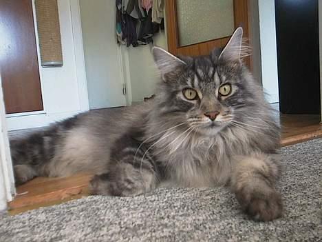 Maine Coon DK Maine Streams BENJAMIN - ja billederne taler for sig selv, jeg er ægte maine coon. billede 13