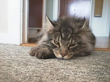 Maine Coon DK Maine Streams BENJAMIN - kan du blive ved ? billede 14