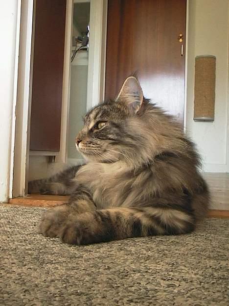 Maine Coon DK Maine Streams BENJAMIN - nogen spændende derhenne ? billede 15