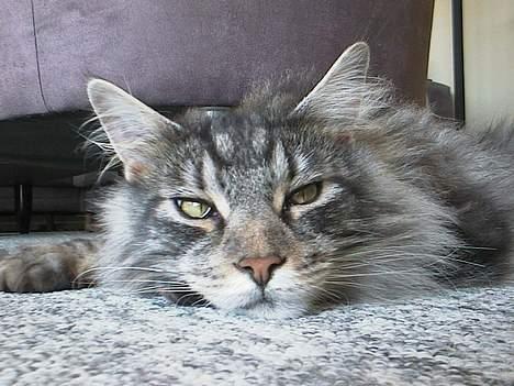 Maine Coon DK Maine Streams BENJAMIN - moar skrid nu, jeg gider ikke alle de billeder billede 16