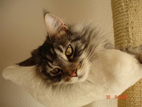 Maine Coon DK Maine Streams BENJAMIN - Jeg flader den... billede 17