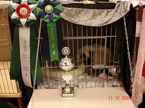 Hellig Birma DK Silky Sox Lupo R.I.P - Oliver på udstillingen i Glostrup d 11.12.05, hvor han blev Premier og vandt BOX (Best Oppesit Sex) billede 17