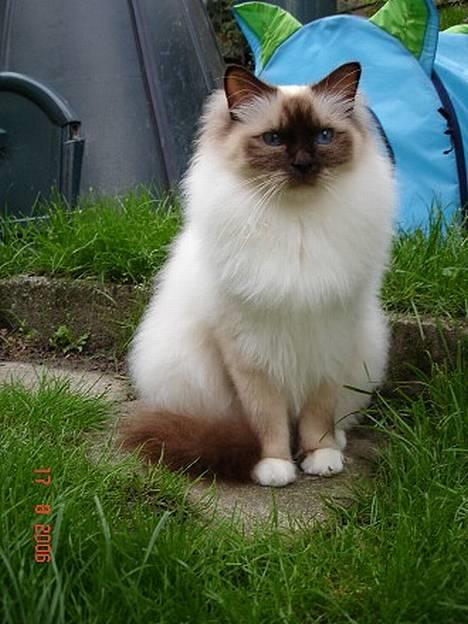 Hellig Birma DK Silky Sox Lupo R.I.P billede 19