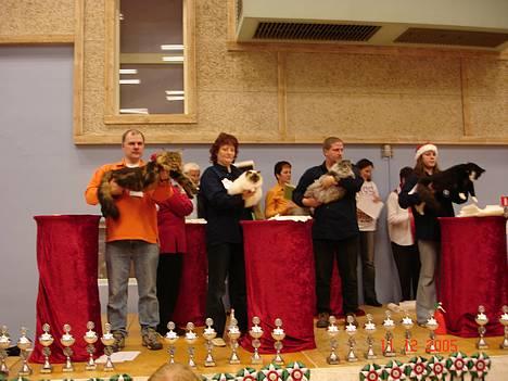 Hellig Birma DK Silky Sox Lupo R.I.P - Oliver på scenen i Glostrup d. 11.12.05 hvor han vandt over disse andre katte og blev BOX billede 20