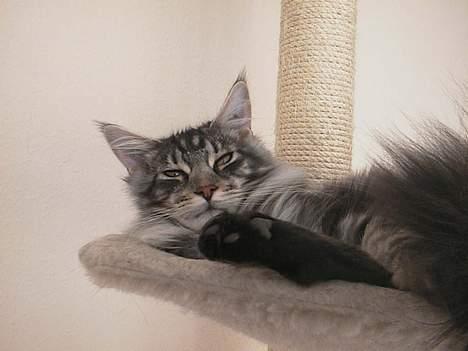 Maine Coon DK Maine Streams BENJAMIN billede 18