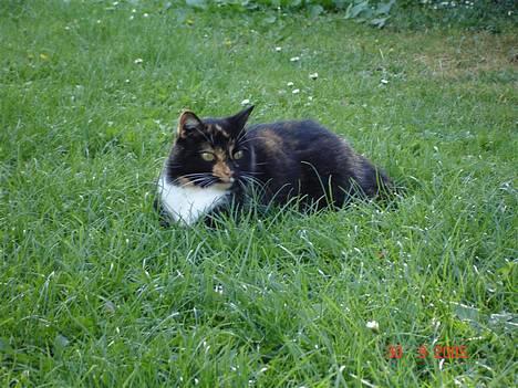 Blanding af racer FELINA billede 11