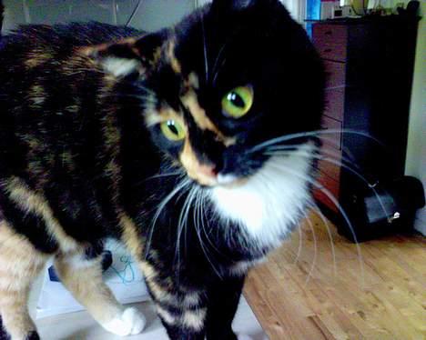 Blanding af racer FELINA billede 12