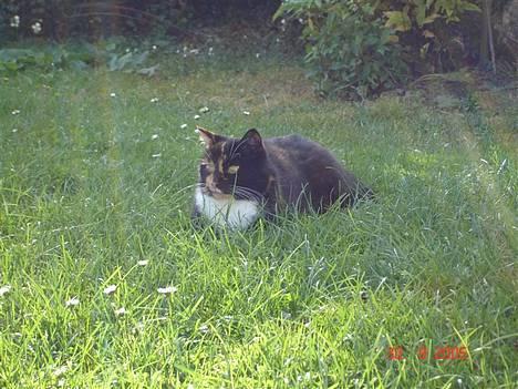 Blanding af racer FELINA - Felina ude på vejen billede 13