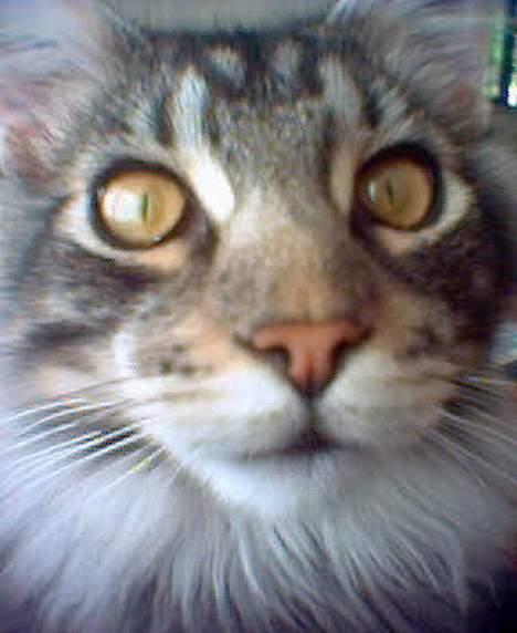 Maine Coon DK Maine Streams BENJAMIN - nærbillede hihi billede 19