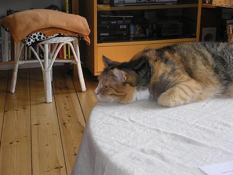 Blanding af racer Luna *Død* - Her ligger jeg på Sofabordet og kigger... *NYT* billede 13