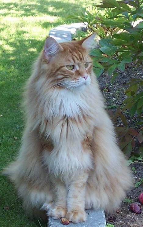 Maine Coon the dream (felix) billede 8