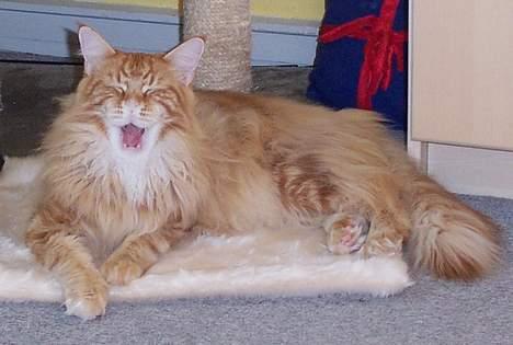 Maine Coon the dream (felix) billede 10