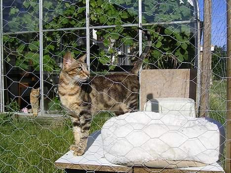 Sokoke Fanisana af Jilori DK billede 14