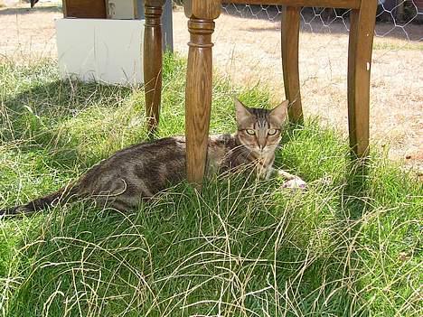 Sokoke Fanisana af Jilori DK billede 15