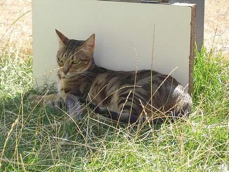 Sokoke Fanisana af Jilori DK billede 16