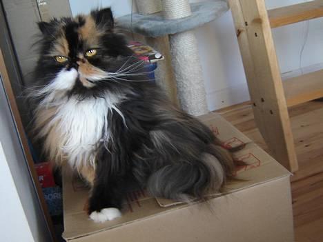 Perser Emma *Død* billede 17