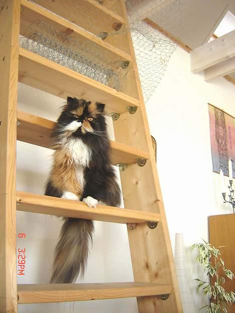 Perser Emma *Død* billede 18