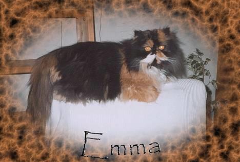 Perser Emma *Død* - Kæmpehale med kat billede 20