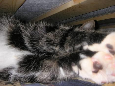 Blanding af racer Frederik - Mine smukke poter. Jeg er lidt bysse søvni, så jeg har lagt mig godt til rette under Simones seng.. billede 2