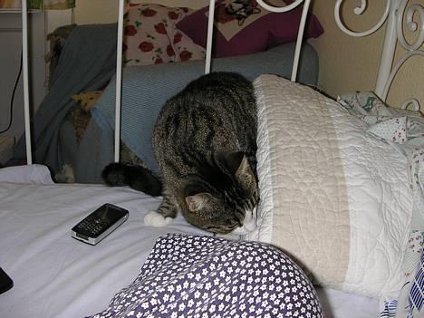 Blanding af racer Frederik - Jeg gider sku da ikke lige hos dig, jeg vil meget heller ind under senge tæppet... billede 3