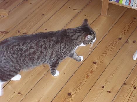 Blanding af racer Frederik - Hmm, er blevet forvist fra simones væresle. Så går jeg da bare ind i stuen i stedet for... billede 5