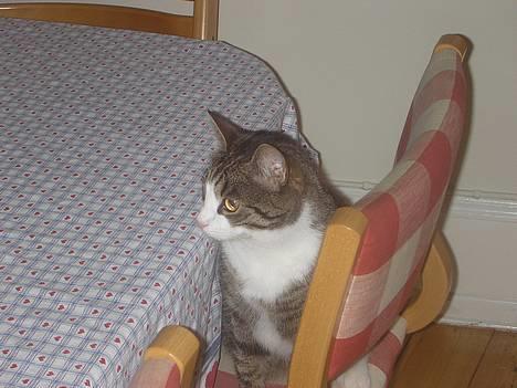 Blanding af racer Frederik - Jeg venter pænt på maden... Jeg er altså sulten NU!! billede 6