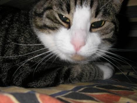 Blanding af racer Frederik - Frederik har lagt sig godt til rette under mine seng, hvis man ikke kan se hvor meget plads der er under sengen, så kig på billed 2. billede 7