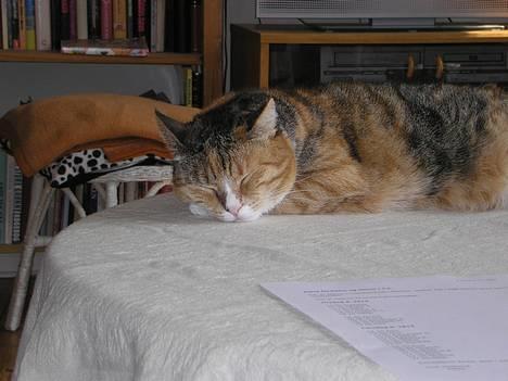 Blanding af racer Luna *Død* - Og nu er jeg så Faldet i søvn... *NYT* billede 15