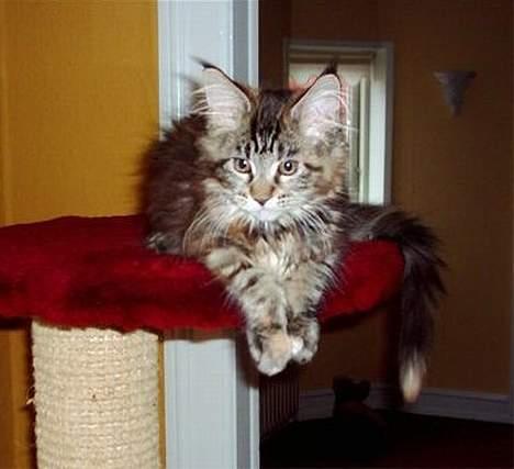 Maine Coon Evita - Evita som killing billede 9