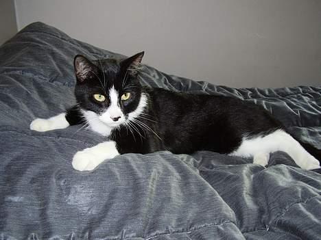 Blanding af racer Tulle - hvad er det er der nogen=0) billede 2