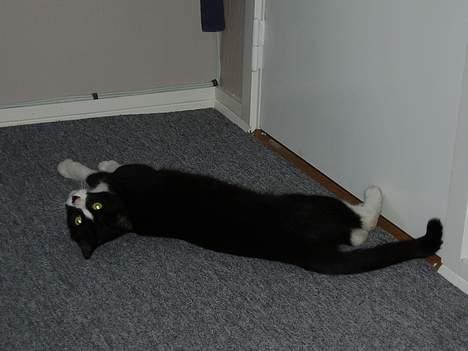 Blanding af racer Tulle - se vor lækker jeg er;0/ billede 3