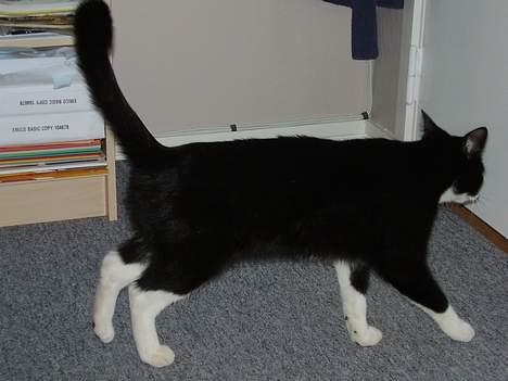 Blanding af racer Tulle - å´ det var den for kerte vej =0) billede 4