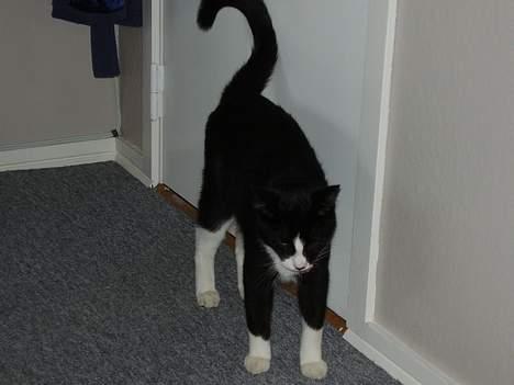 Blanding af racer Tulle - å´ jeg bliver helt træt  billede 5