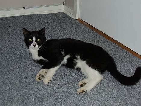 Blanding af racer Tulle - du skal ikke kigge sånden på mig =?) billede 6