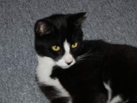 Blanding af racer Tulle - lige et lille nær billede af mig er jeg ikke lækker billede 7