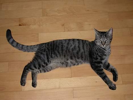 Blanding af racer Mads - når der er du ... billede 1