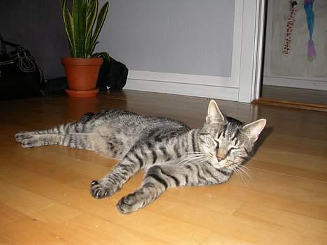 Blanding af racer Mads billede 2