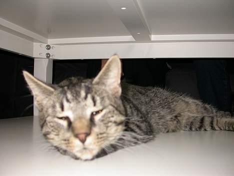 Blanding af racer Mads - ihh...du fandt mig! billede 4