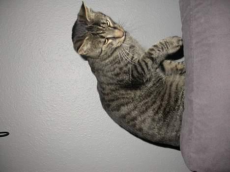 Blanding af racer Mads billede 6