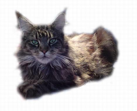 Maine Coon Ankicoon´s Shanti billede 1
