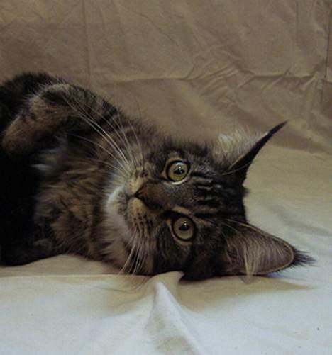 Maine Coon Ankicoon´s Shanti billede 2