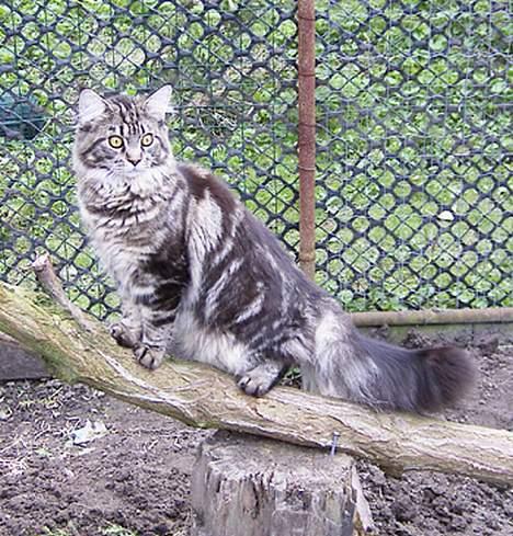 Maine Coon Ankicoon´s Shanti billede 3