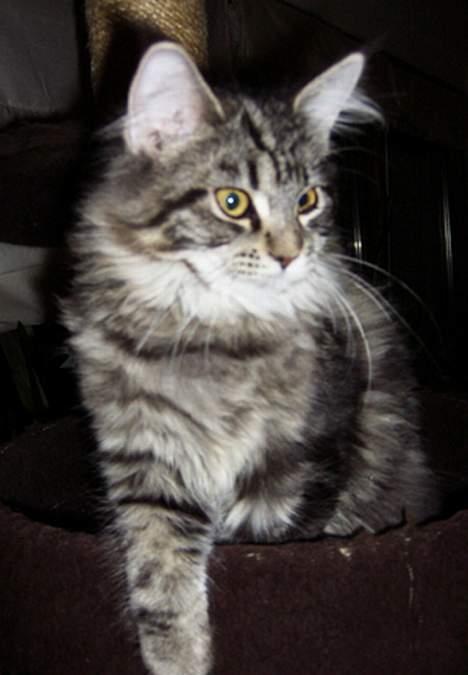 Maine Coon Ankicoon´s Shanti billede 4