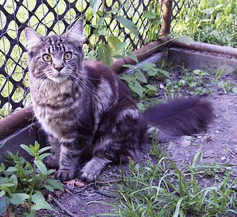 Maine Coon Ankicoon´s Shanti billede 5
