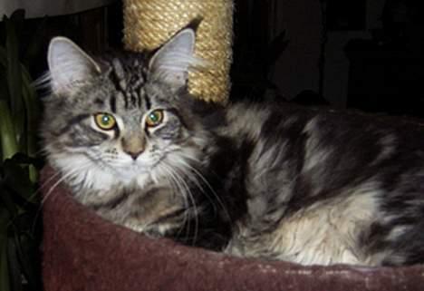 Maine Coon Ankicoon´s Shanti billede 6