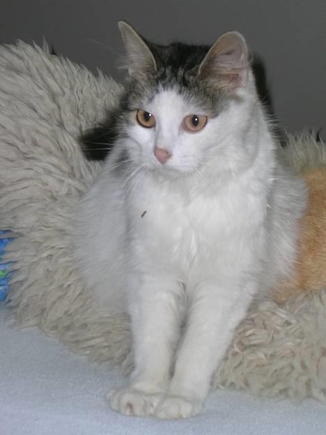 Blanding af racer Svupper i; -SOLGT - velkommen, til Svupper´s profil. billede 1