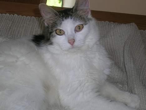 Blanding af racer Svupper i; -SOLGT billede 2