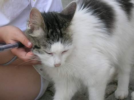 Blanding af racer Svupper i; -SOLGT billede 3