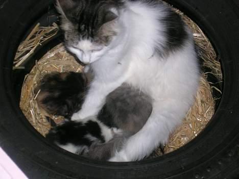 Blanding af racer Svupper i; -SOLGT - hendes første kuld. billede 4