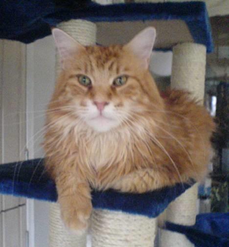 Maine Coon Gugger´s Pascha *Savnes* - Pascha 2 år  billede 1